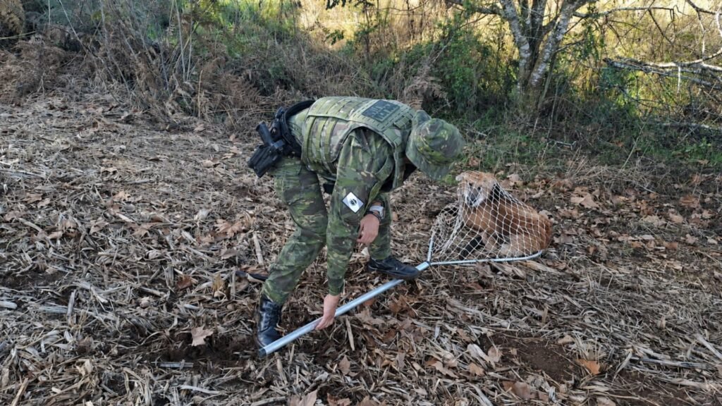Lobo-guará ferido durante operação de resgate realizada em uma fazenda de Guarapuava.