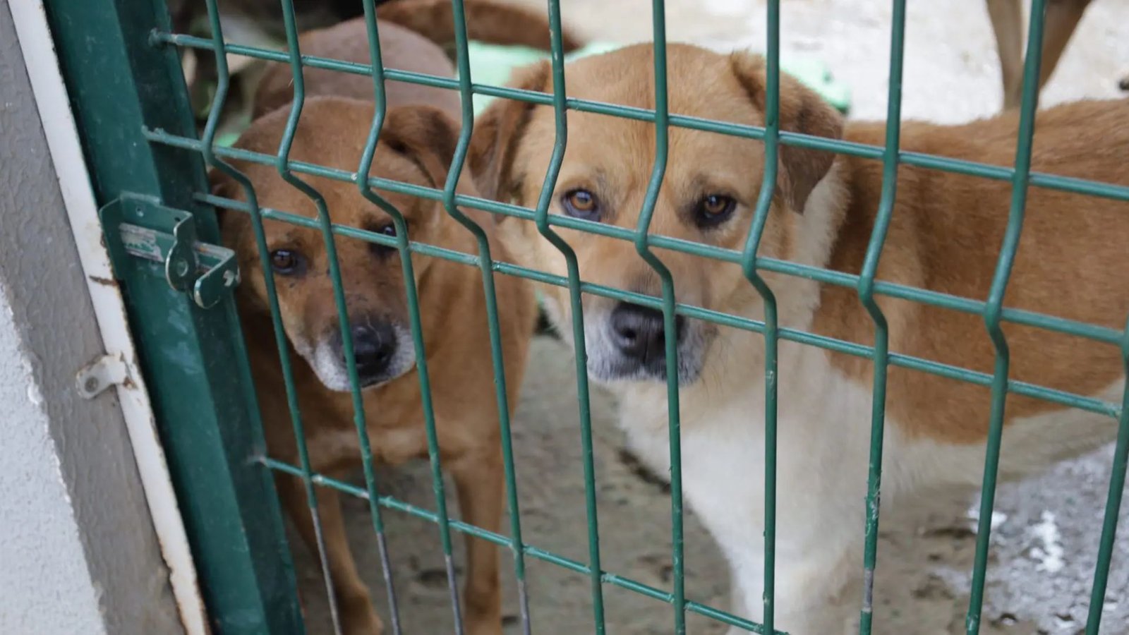 Cerca de 200 cães estão disponíveis para adoção no Canil Municipal de Guarapuava, entre eles filhotes, adultos, idosos e animais com deficiência. Fotos: Divulgação/ Prefeitura de Guarapuava.