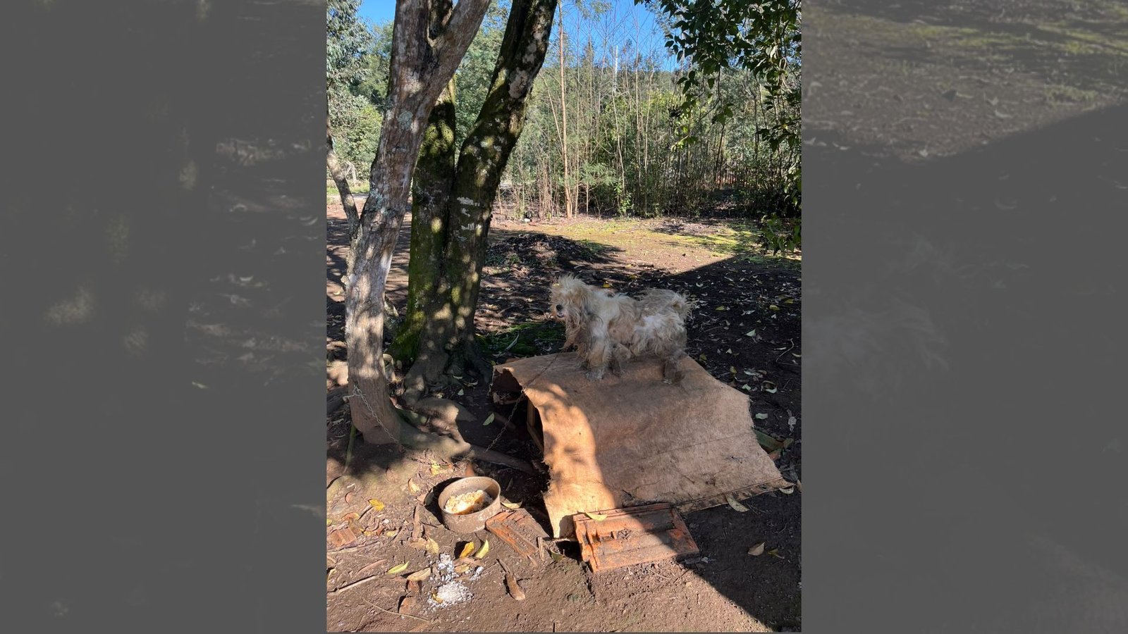 PCPR prende mulher por maus-tratos a cão em Irati. Foto: Divulgação/ PCPR