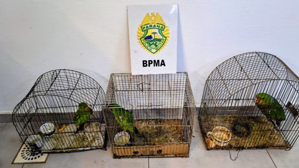 Papagaio-de-peito-roxo e dois periquitões-maracanã foram encontrados em gaiolas durante fiscalização da Polícia Ambiental em Pinhão. Fotos: Divulgação/ Polícia Ambiental