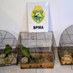Polícia Ambiental encontra...