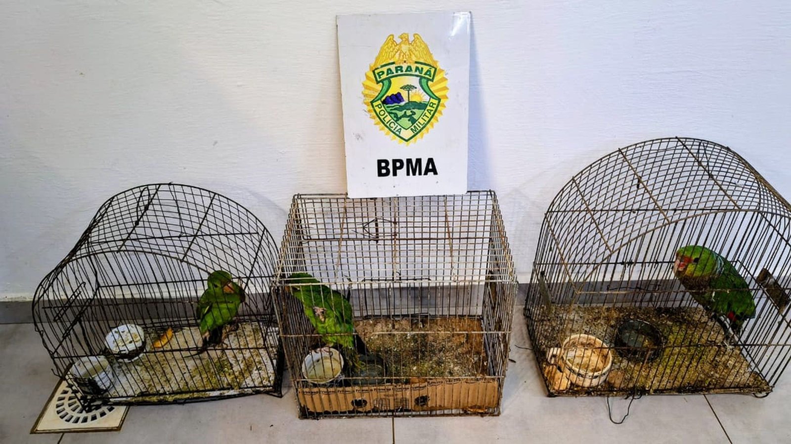 Papagaio-de-peito-roxo e dois periquitões-maracanã foram encontrados em gaiolas durante fiscalização da Polícia Ambiental em Pinhão. Fotos: Divulgação/ Polícia Ambiental