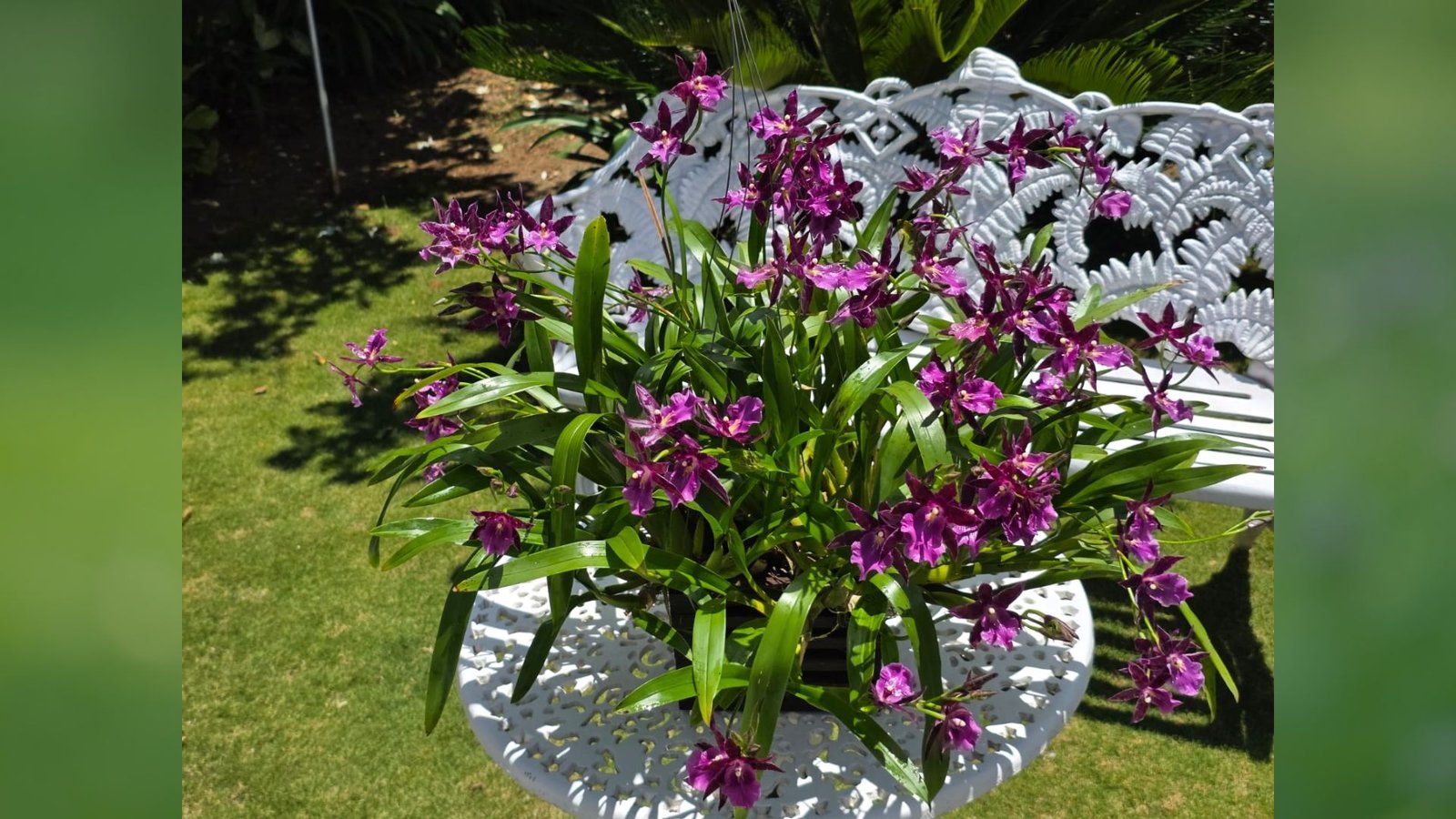A 5ª Exposição de Orquídeas de Guarapuava reunirá colecionadores, produtores e centenas de espécies raras e híbridas.