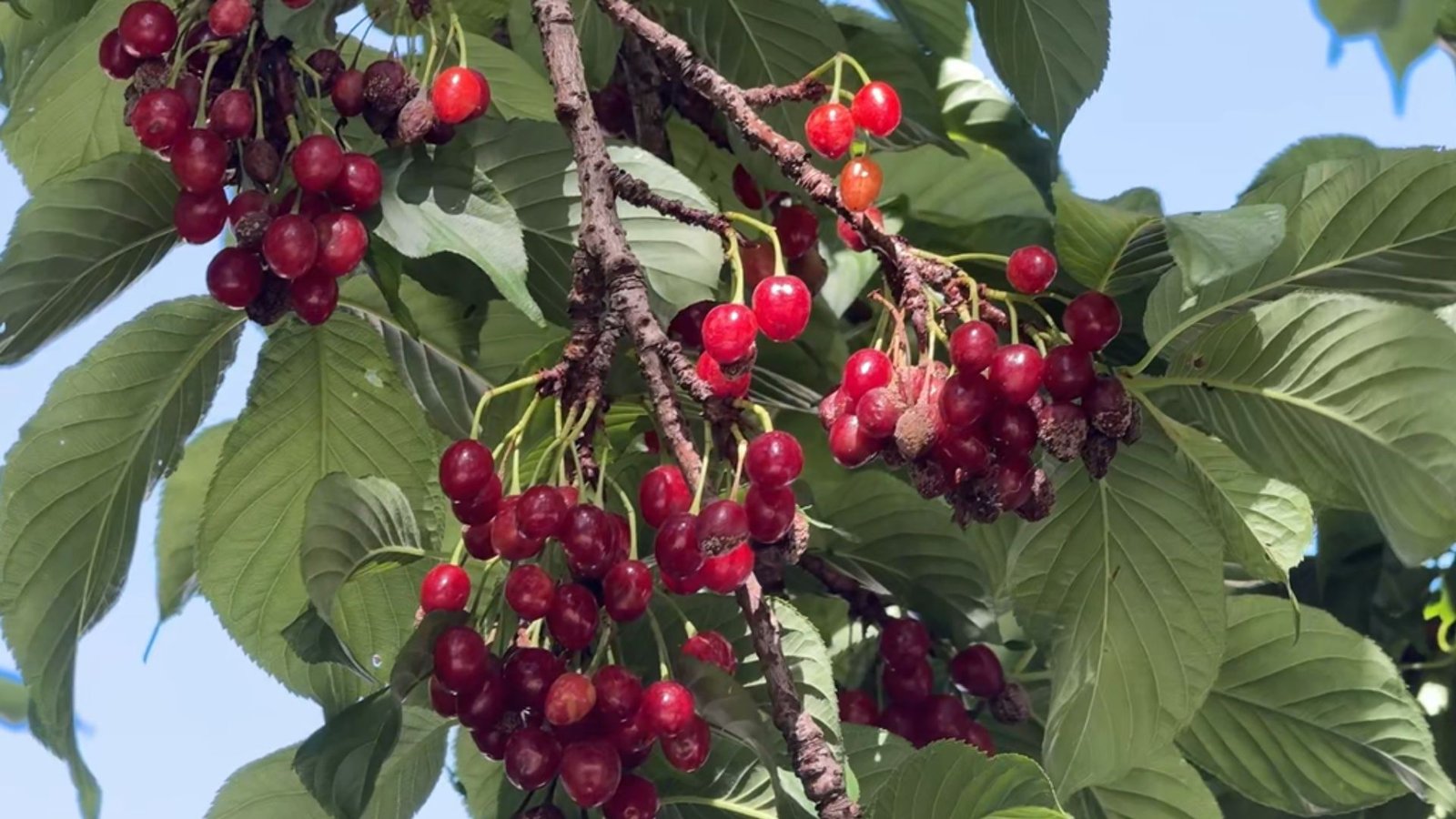 Cerejeiras do Parque do Lago, em Guarapuava, apresentam muitos frutos após a floração. Foto: Cleo Ferreira/ Atento News