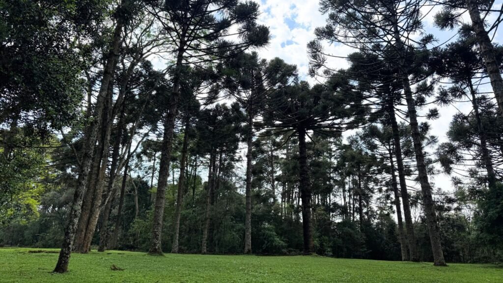 Parque Natural Municipal das Araucárias está funcionando das 7h às 19h durante a primavera e o verão. Foto: Cleo Ferreira/ Atento News