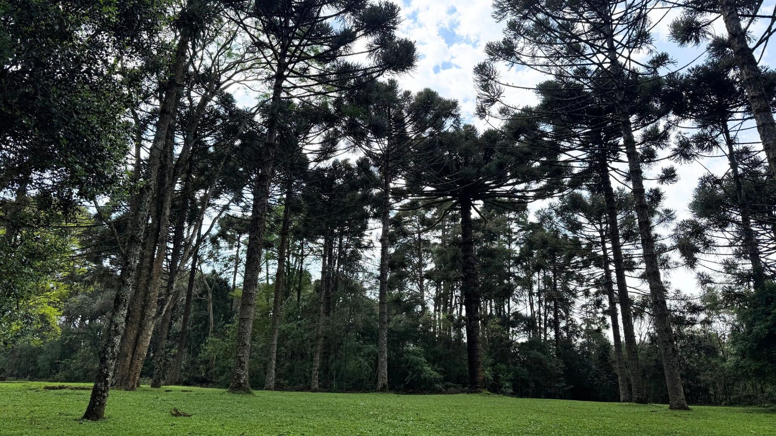 Parque Natural Municipal das Araucárias está funcionando das 7h às 19h durante a primavera e o verão. Foto: Cleo Ferreira/ Atento News