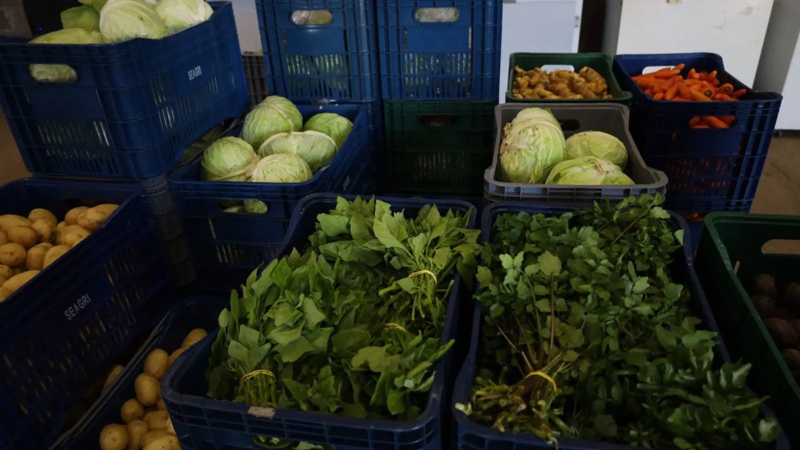 Alimentos fornecidos por agricultores familiares são organizados para a montagem de 120 cestas distribuídas semanalmente pela Feira Sustentável de Guarapuava. Fotos: Divulgação/ Prefeitura