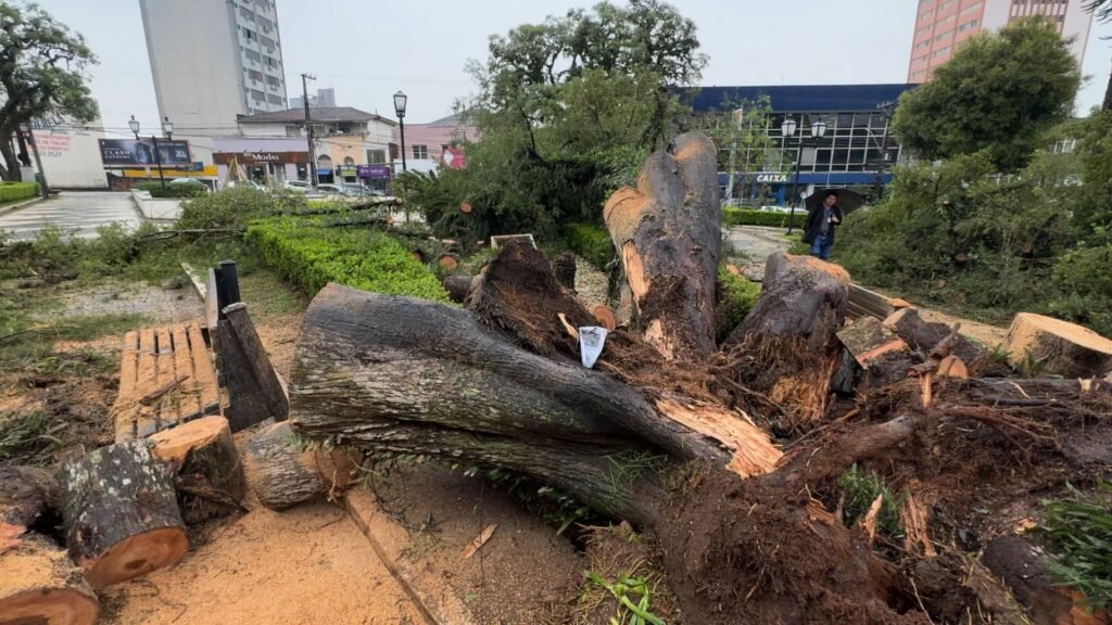 Árvore centenária caiu na Praça 9 de Dezembro, no Centro de Guarapuava, por volta das 9h desta sexta-feira (23). Ninguém ficou ferido. Foto: William Batista/ Atento News