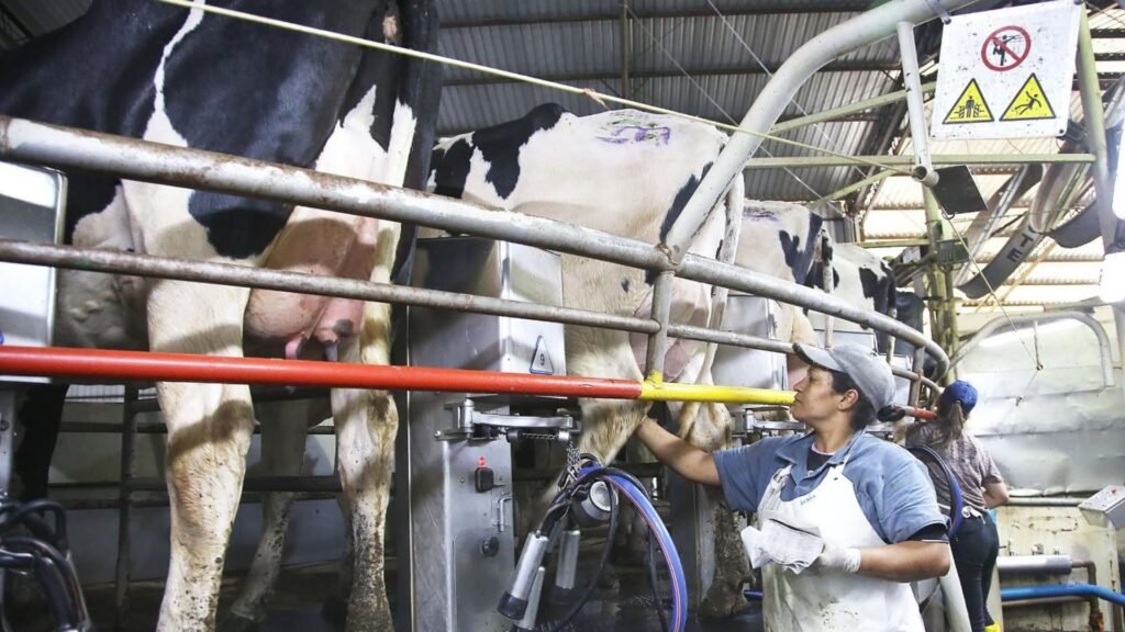 Pecuária e aquicultura movimentaram R$ 18,5 bilhões no Paraná em 2025, colocando o Estado na segunda posição nacional em valor de produção. Fotos: Divulgação