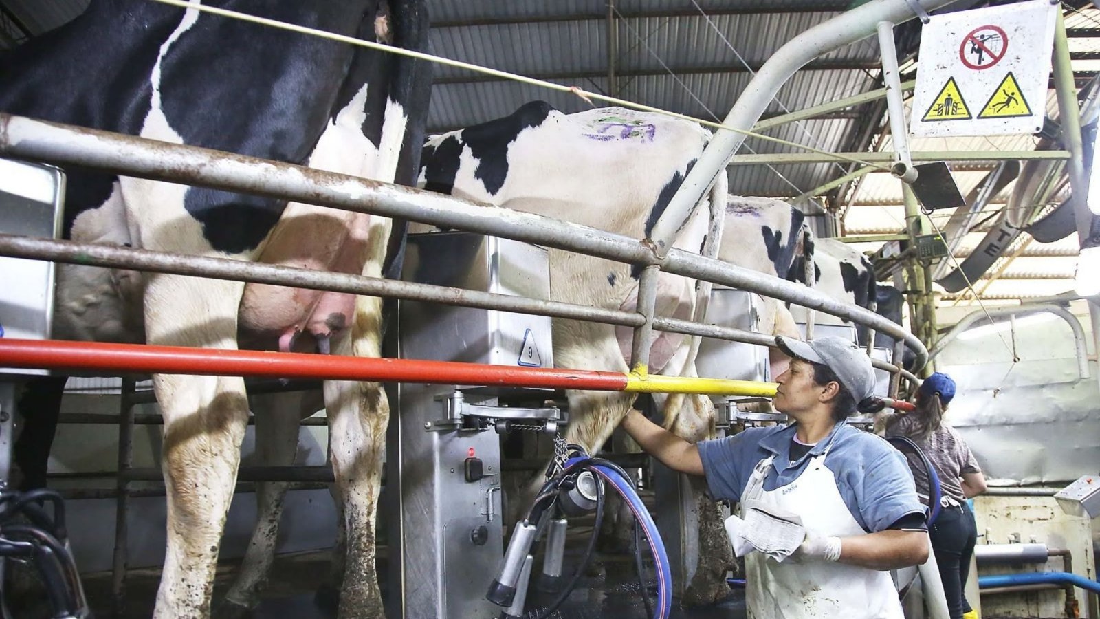 Pecuária e aquicultura movimentaram R$ 18,5 bilhões no Paraná em 2025, colocando o Estado na segunda posição nacional em valor de produção. Fotos: Divulgação